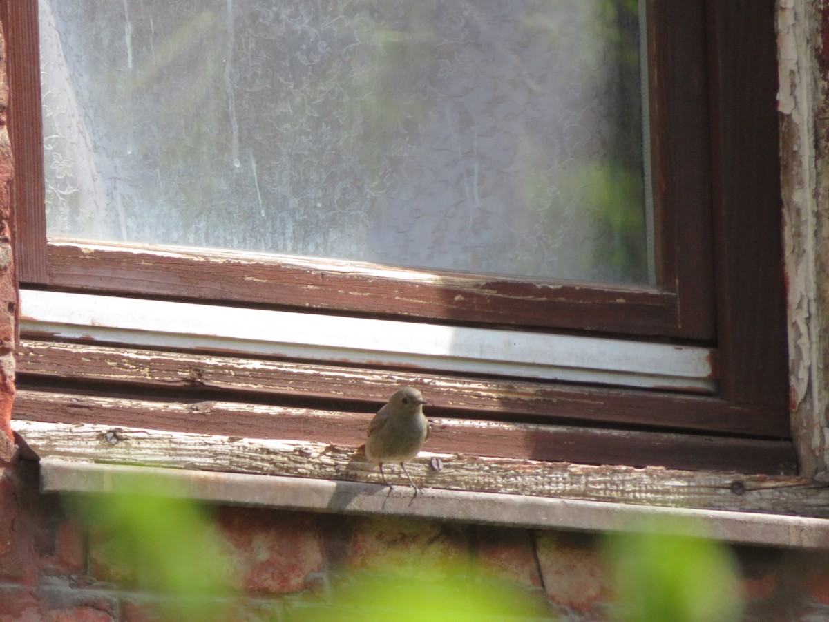 Black Redstart - ML633490892