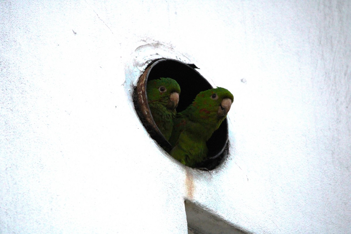 White-eyed Parakeet - Fritz (Boch) Hoeflein