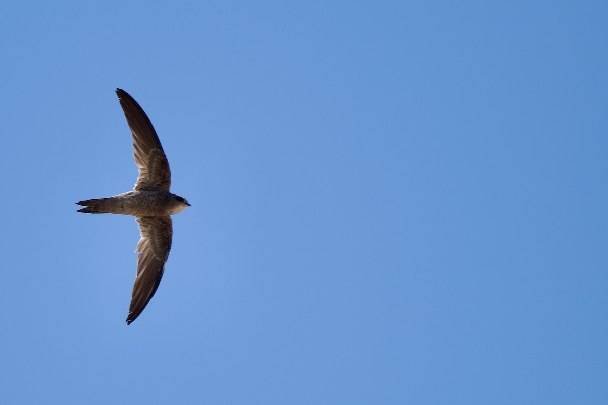Bradfield's Swift - ML633491019