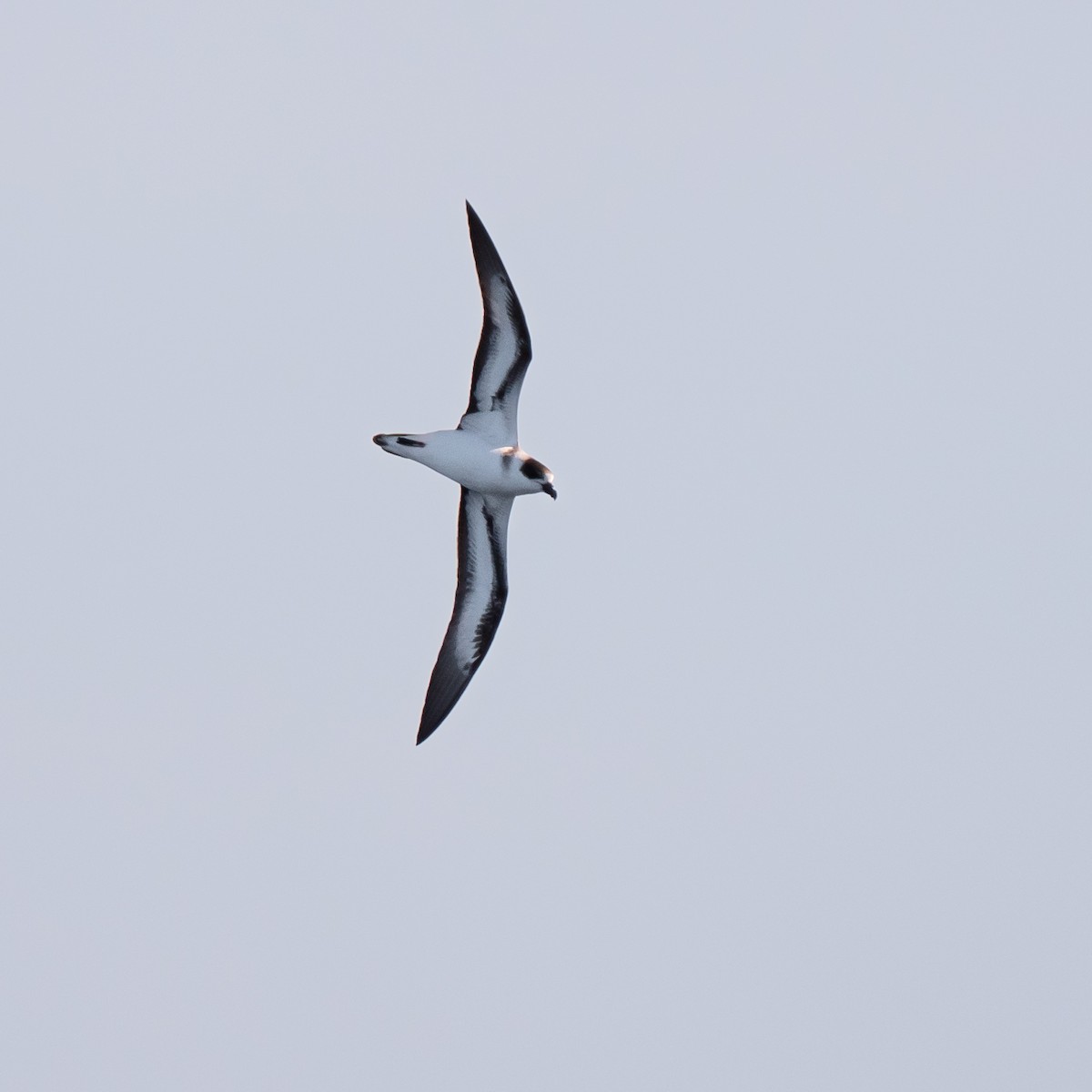 Black-capped Petrel (Dark-faced) - ML633491154