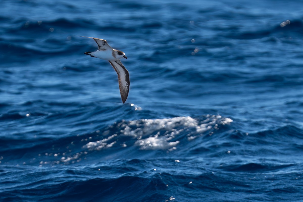 Black-capped Petrel (Dark-faced) - ML633491163