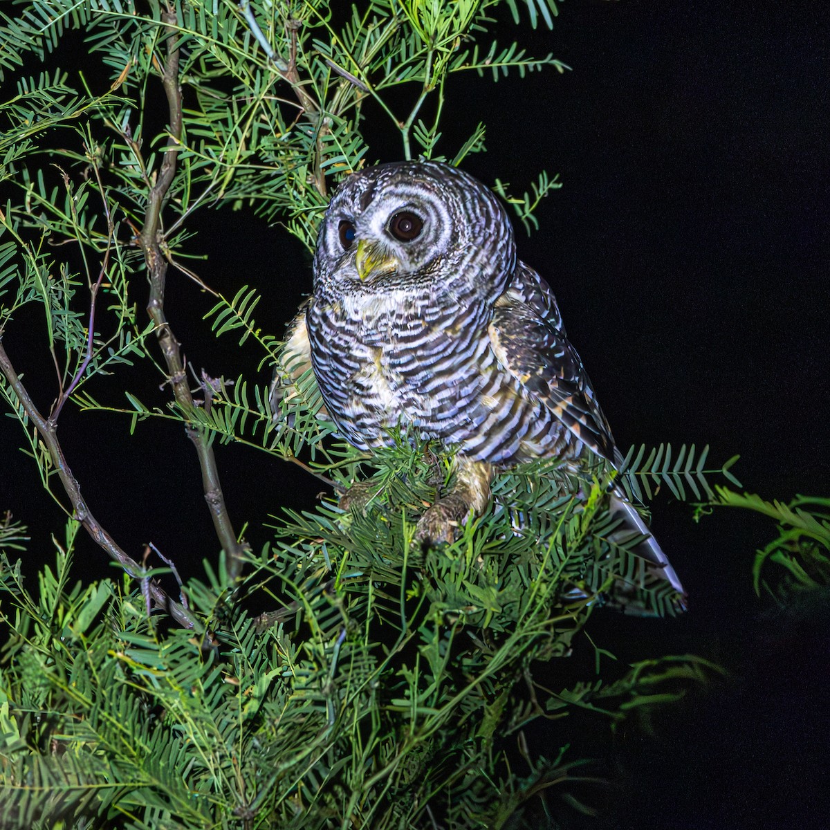 Chaco Owl - ML633491186