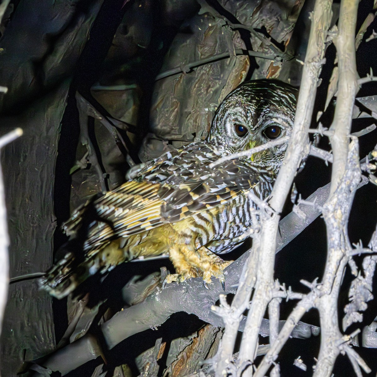 Chaco Owl - ML633491187