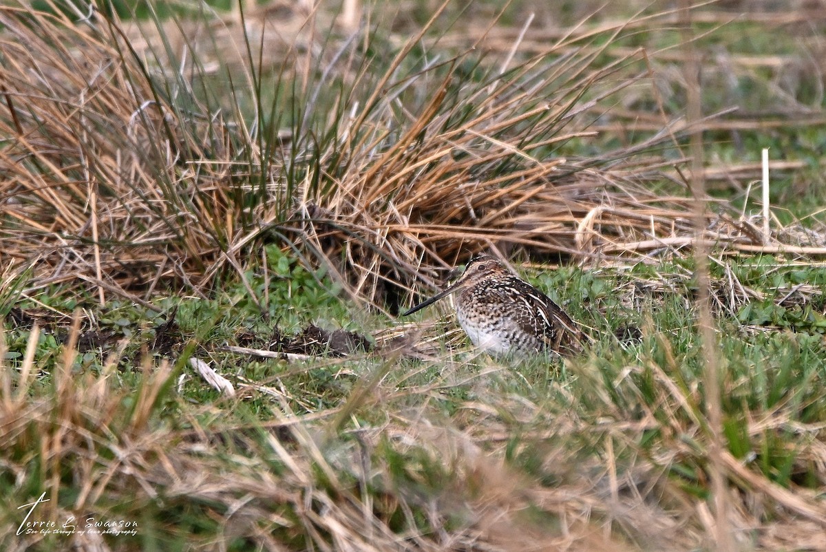 Wilson's Snipe - ML633491191
