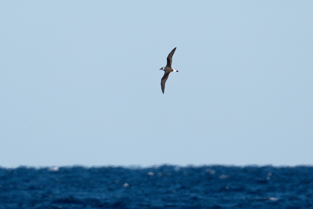 Black-capped Petrel (White-faced) - ML633491212