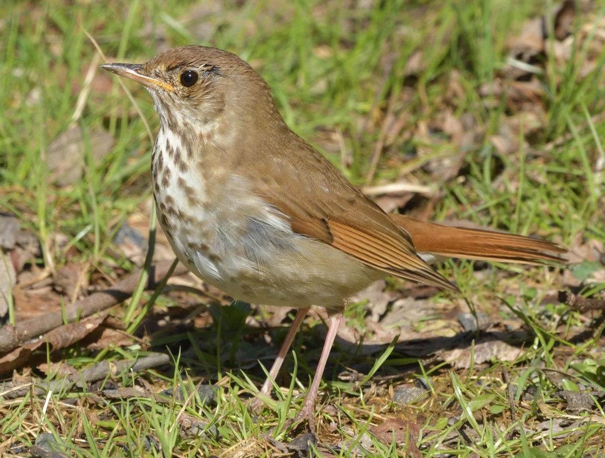 チャイロコツグミ - ML633491227