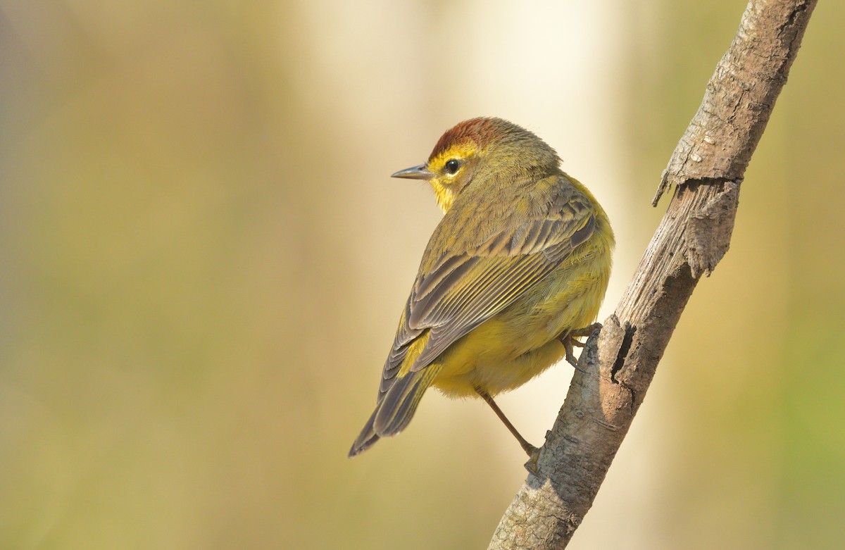 ヤシアメリカムシクイ - ML633491239