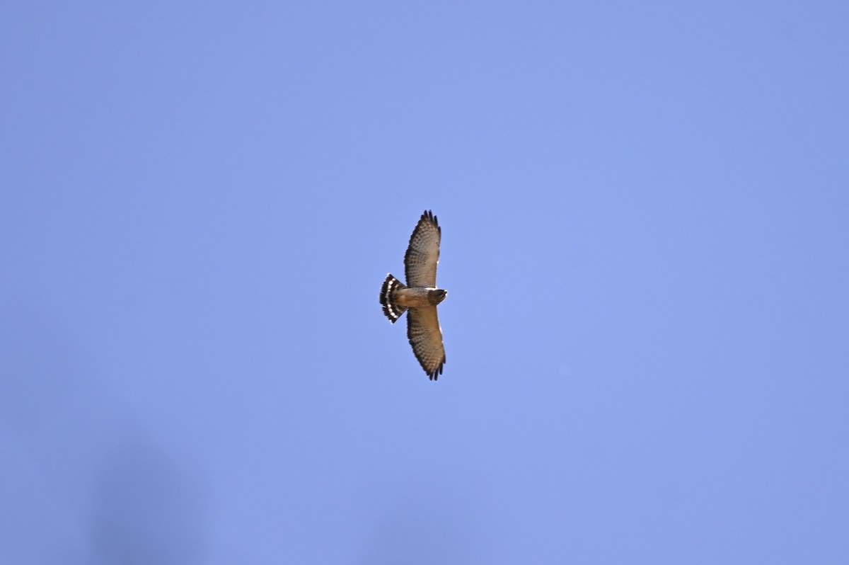Broad-winged Hawk - ML633491272