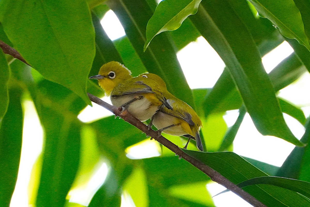 Lowland White-eye - ML633491359