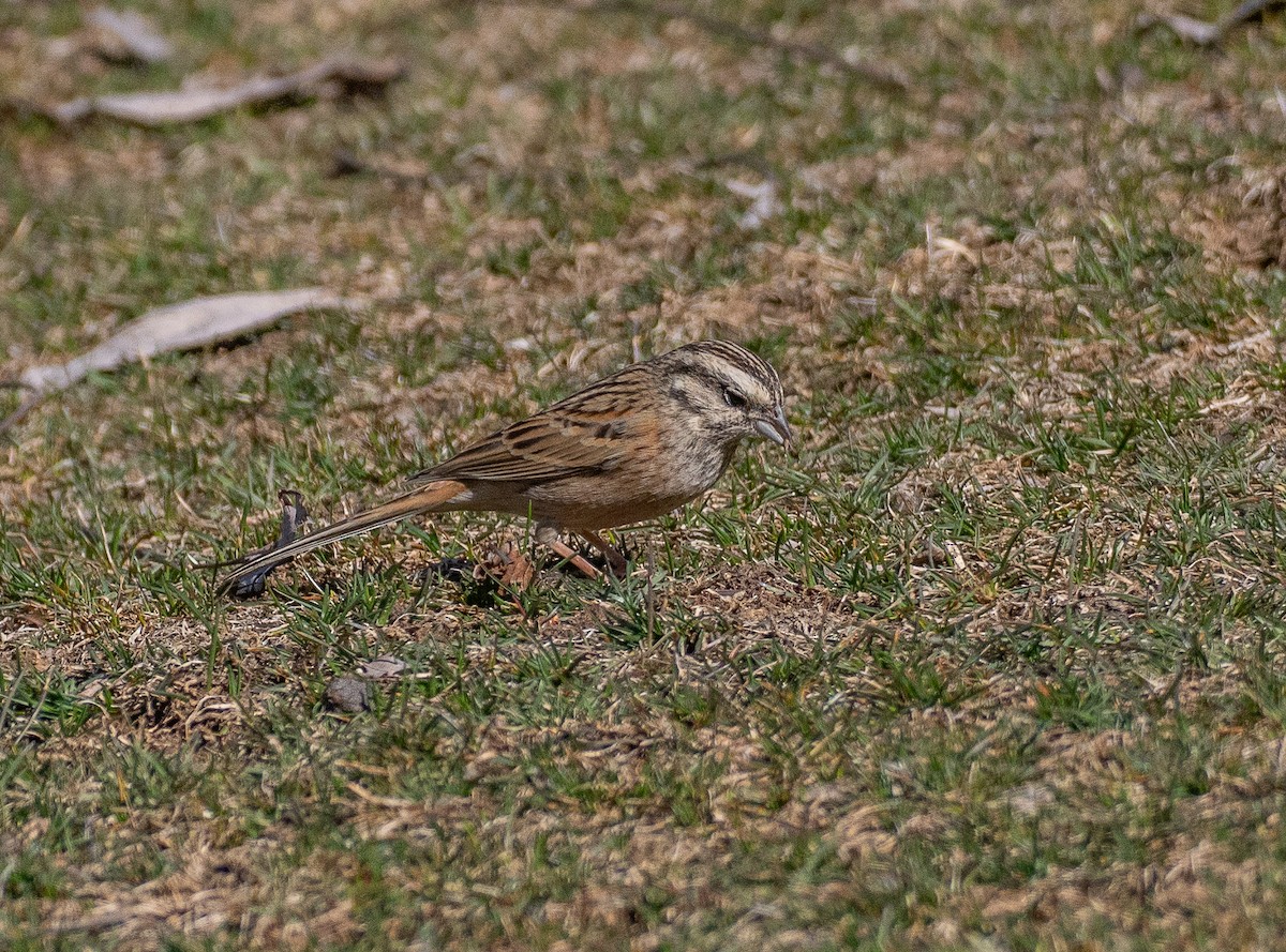 Rock Bunting - ML633491362