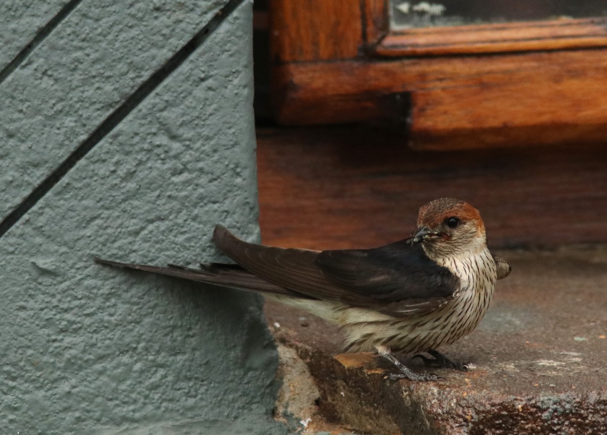 Greater Striped Swallow - ML633491426