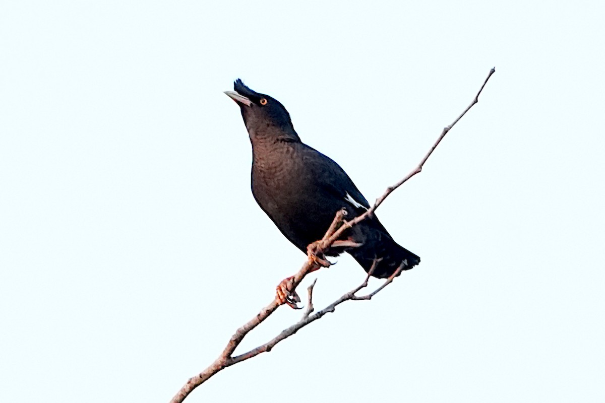 Crested Myna - ML633491551
