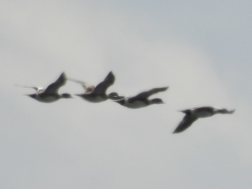 American Wigeon - ML633491571