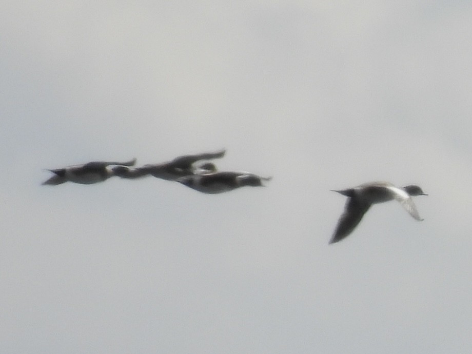 American Wigeon - ML633491572
