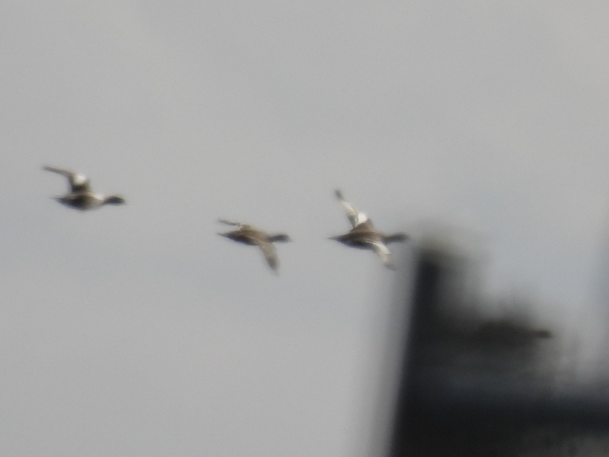 American Wigeon - ML633491573