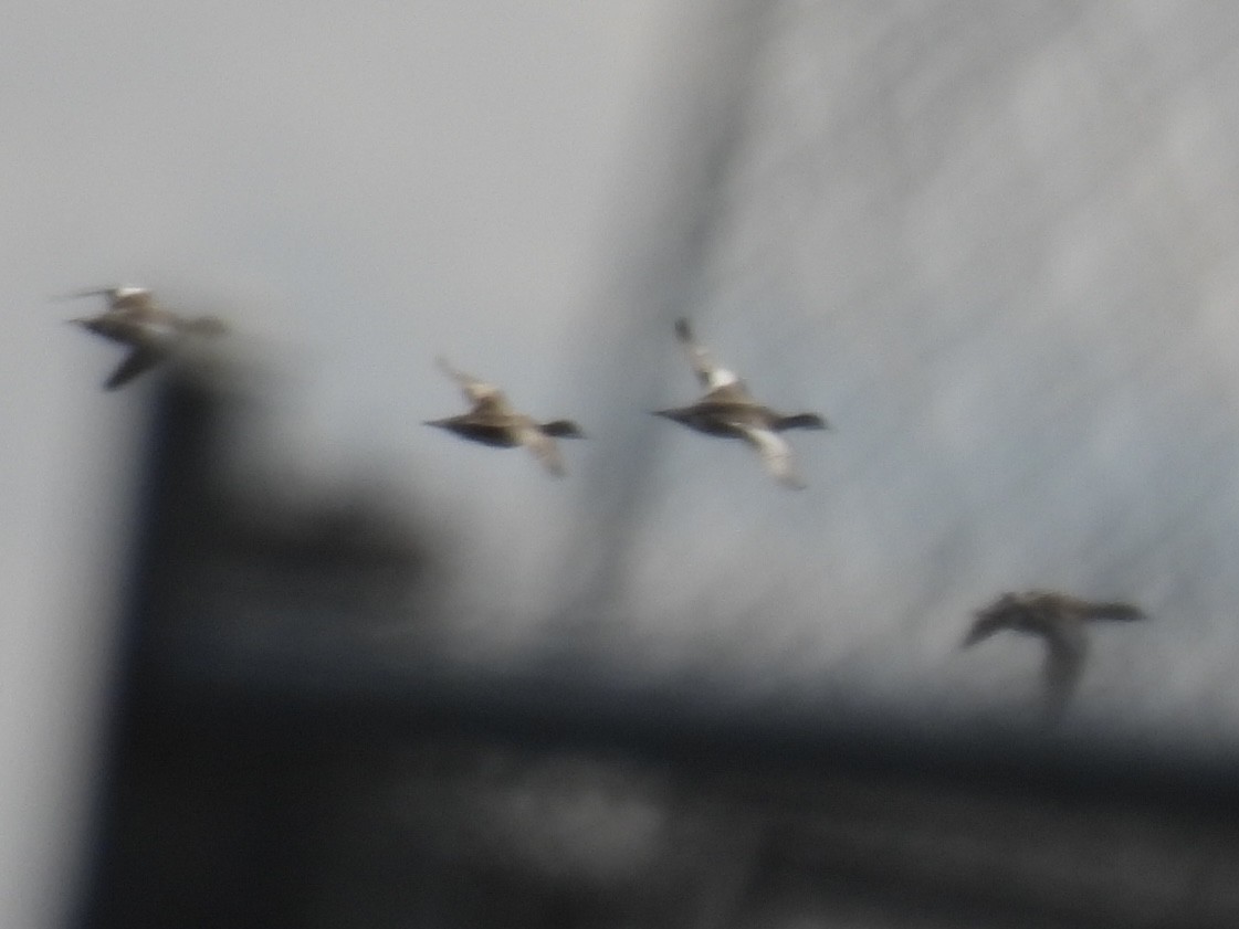 American Wigeon - ML633491574