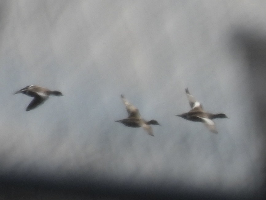 American Wigeon - ML633491575