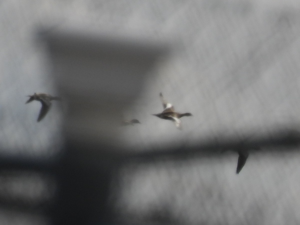 American Wigeon - ML633491577