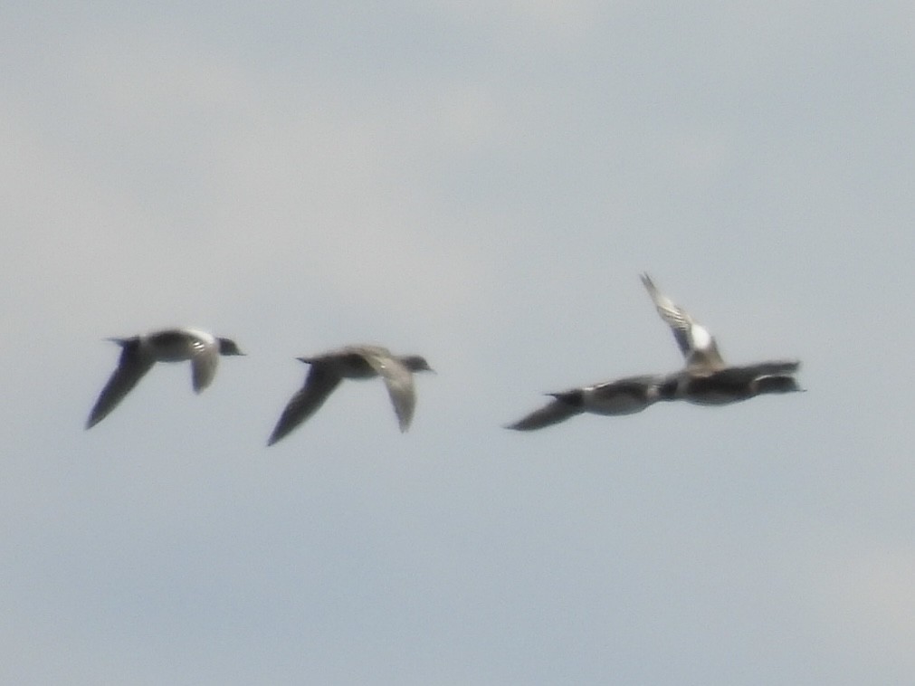 American Wigeon - ML633491578