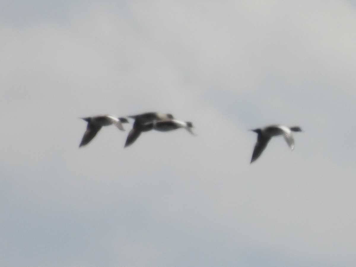 American Wigeon - ML633491580