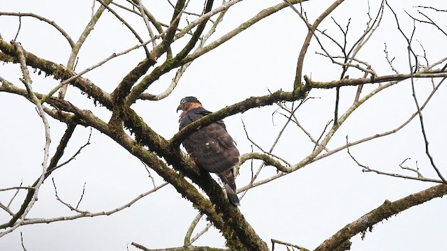 Hook-billed Kite - ML633491586
