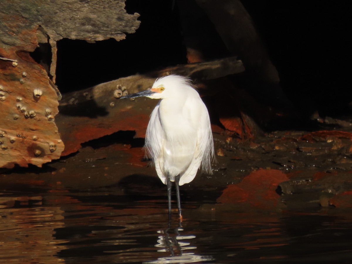 Snowy Egret - ML633491687