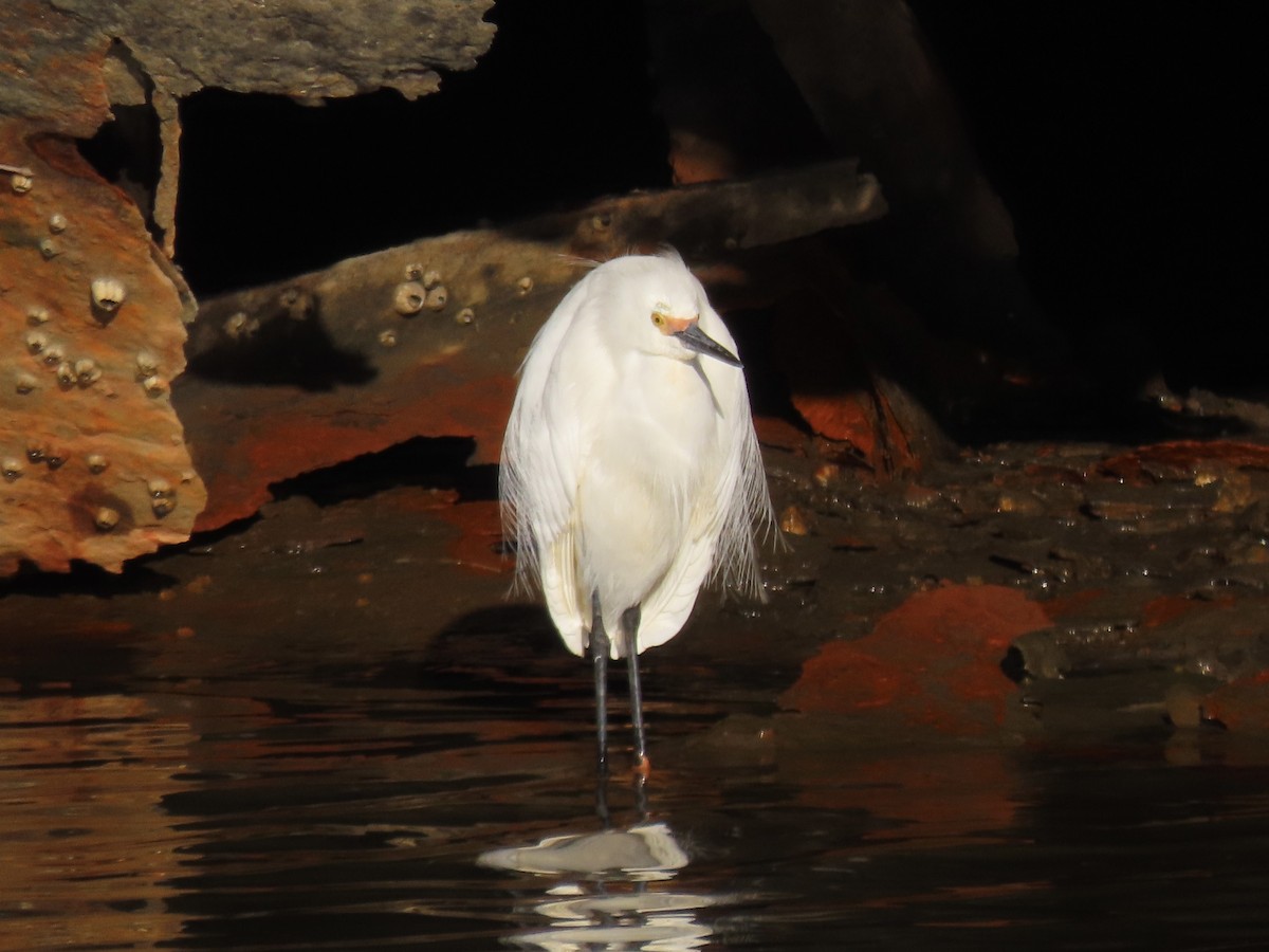 Snowy Egret - ML633491690
