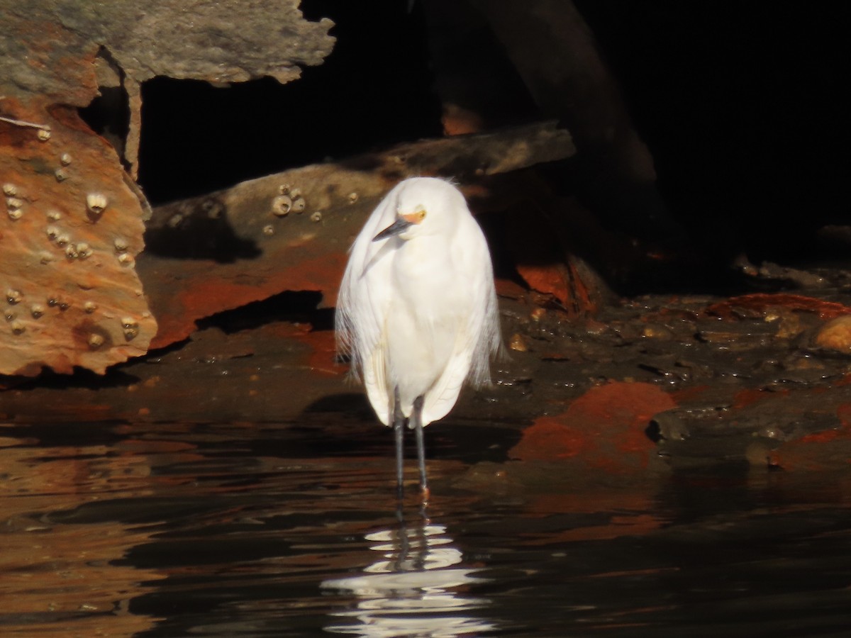 Snowy Egret - ML633491691