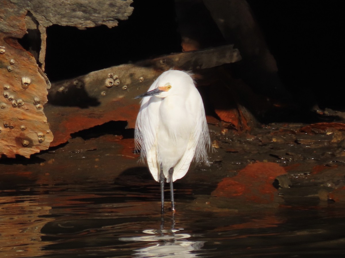 Snowy Egret - ML633491694