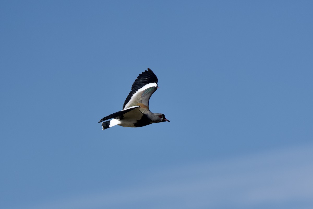 Southern Lapwing - ML633491695