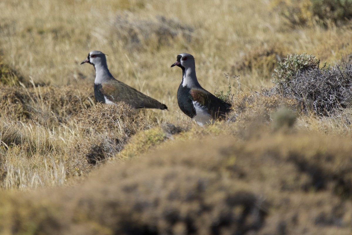 Southern Lapwing - ML633491698