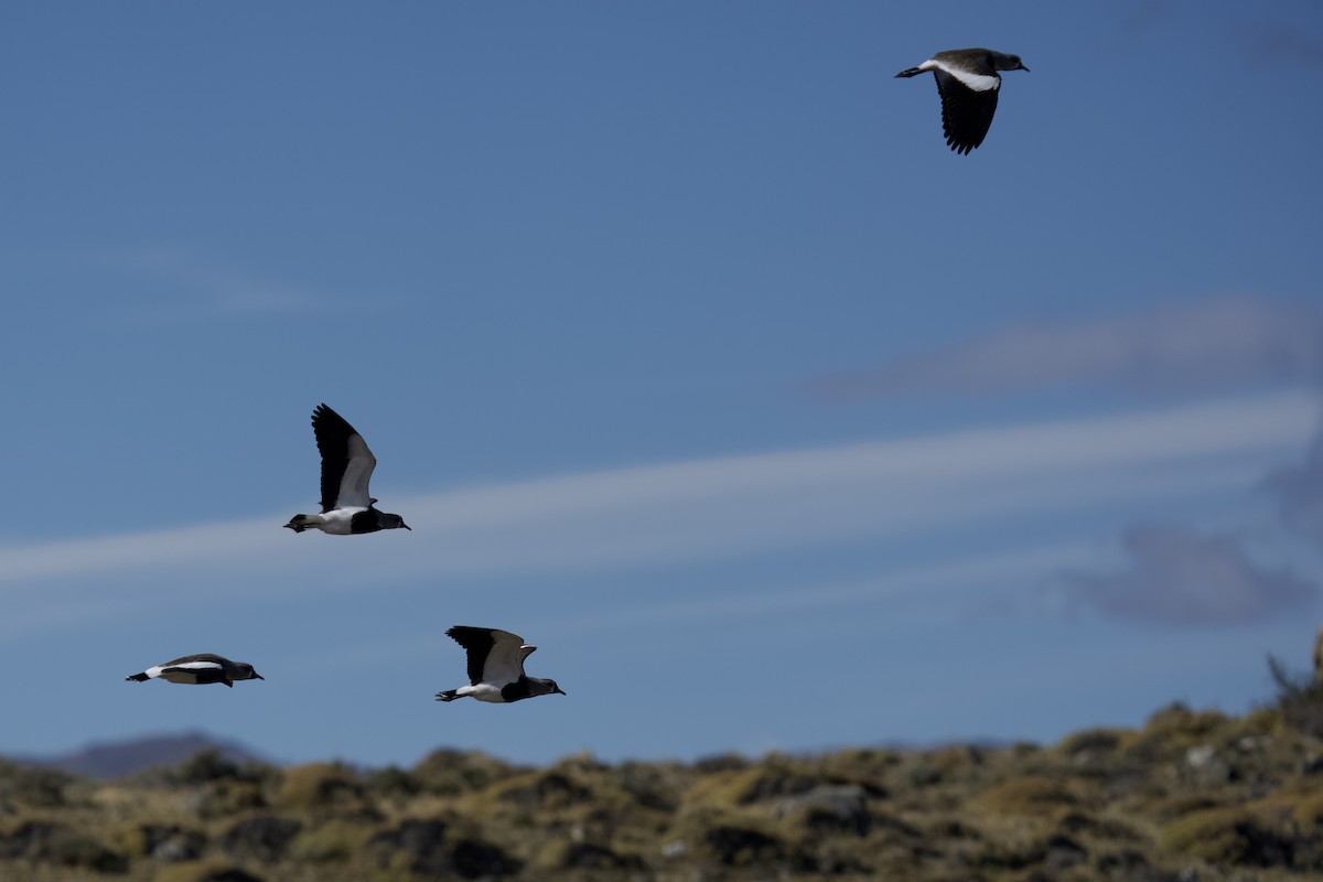 Southern Lapwing - ML633491744