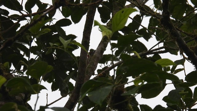 Choco Woodpecker - ML633491767