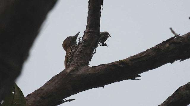 Choco Woodpecker - ML633491773