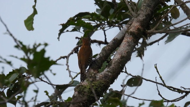 Choco Woodpecker - ML633491775