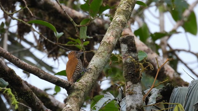 Choco Woodpecker - ML633491785