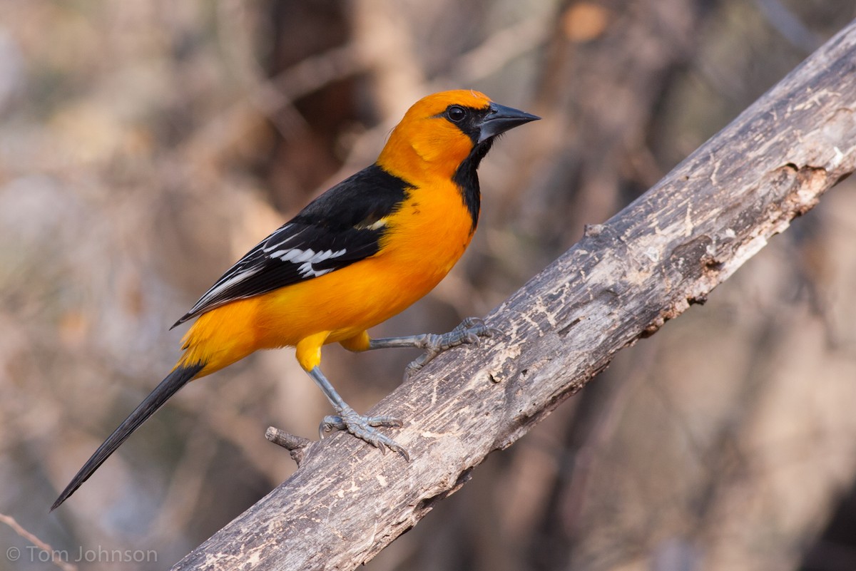 Altamira Oriole - ML63349191