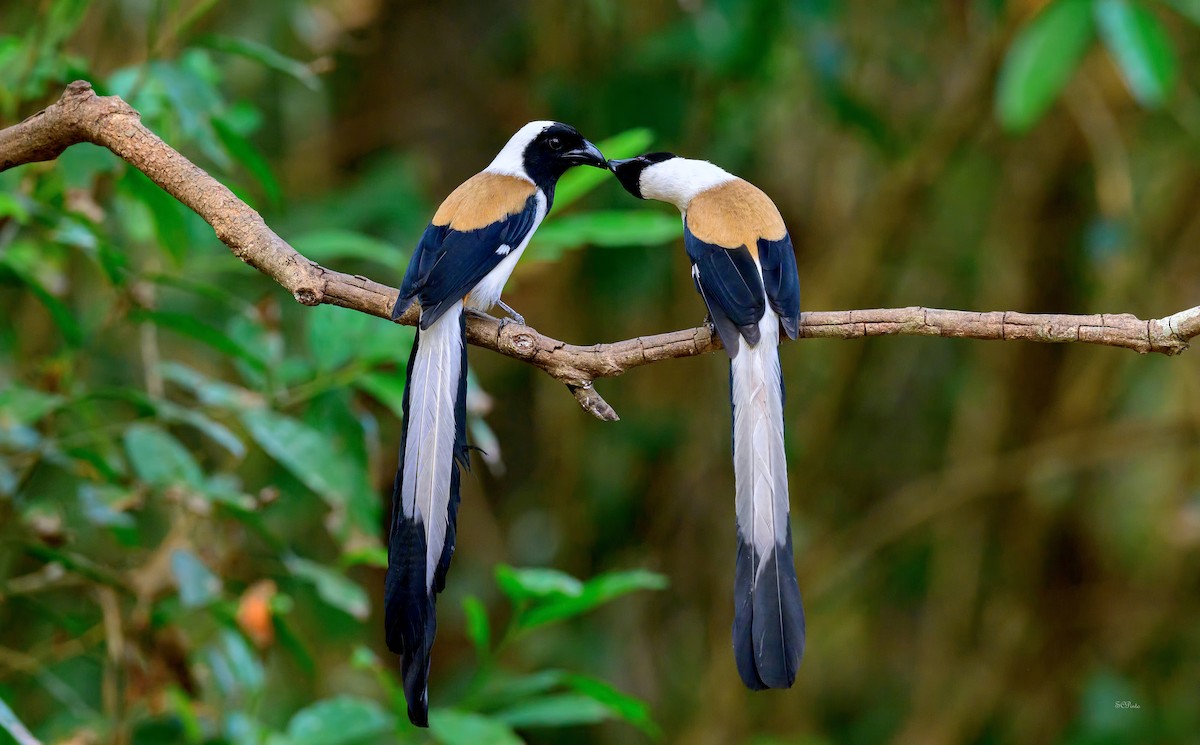 White-bellied Treepie - ML633491929