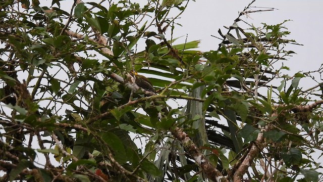 Lita Woodpecker - ML633492022