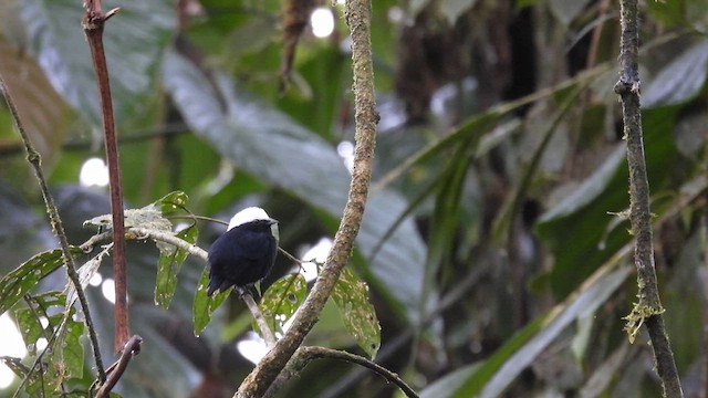 White-crowned Manakin - ML633492200