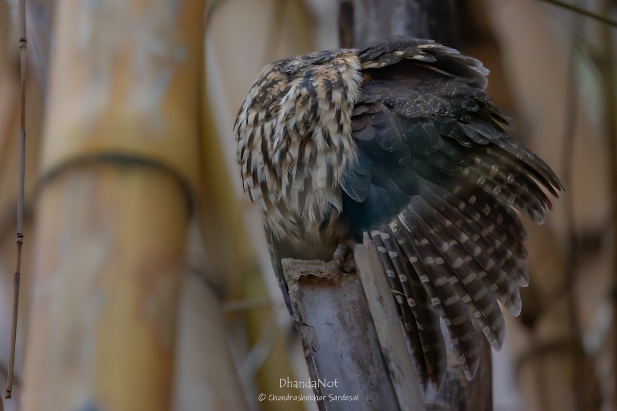 Mottled Owl - ML633492210