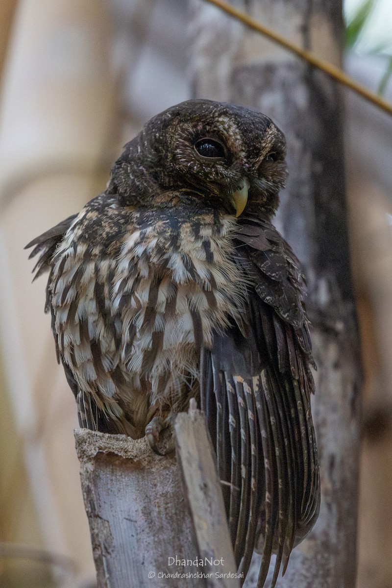 Mottled Owl - ML633492211