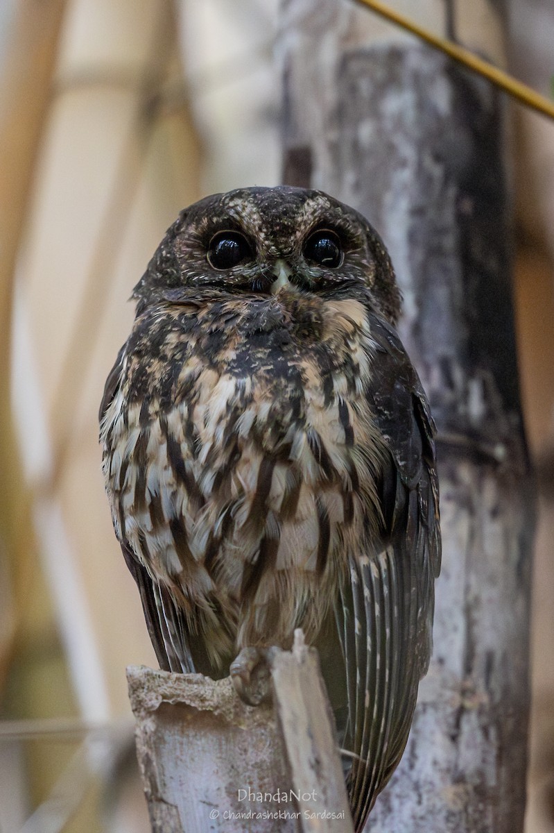 Mottled Owl - ML633492212