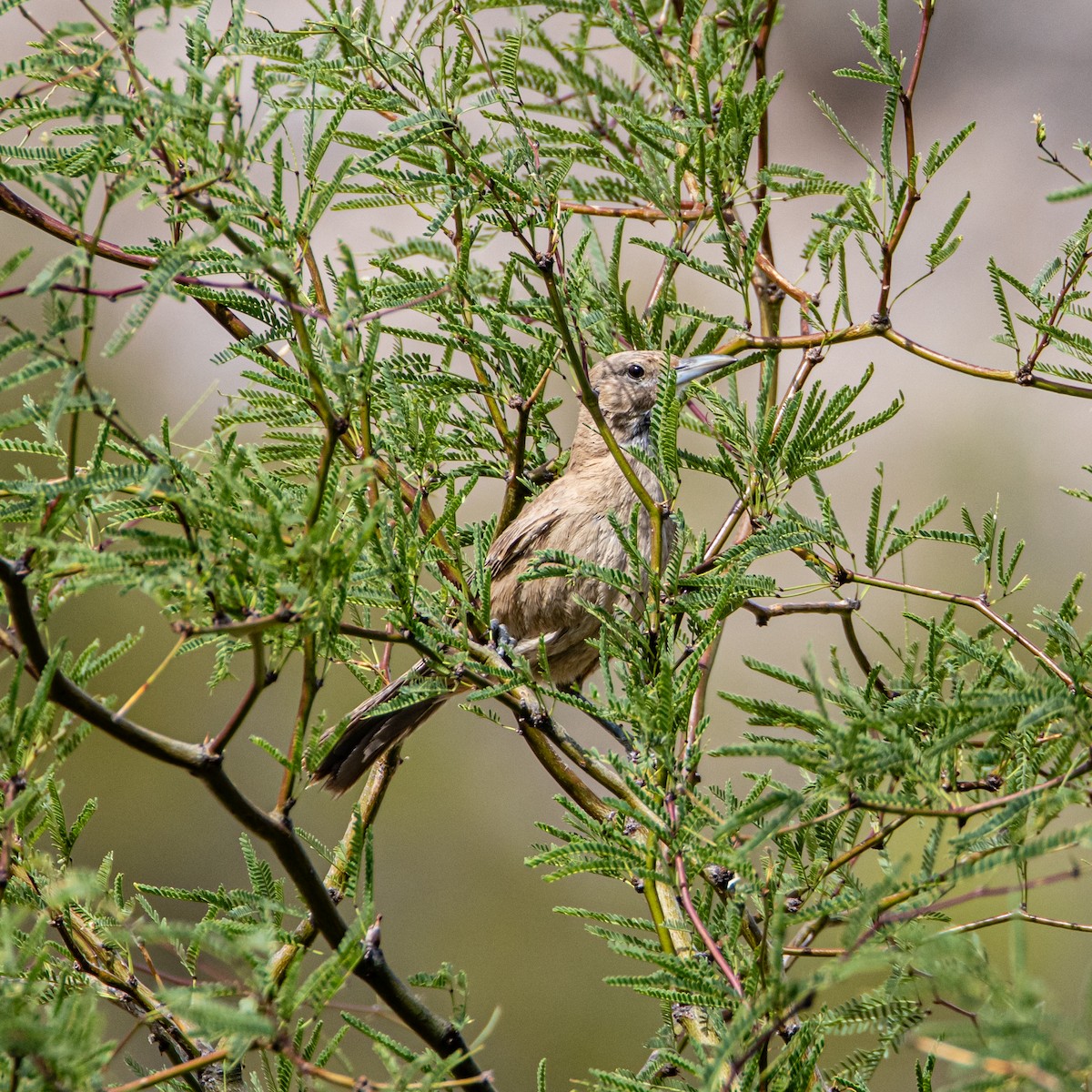 White-throated Cacholote - ML633492248