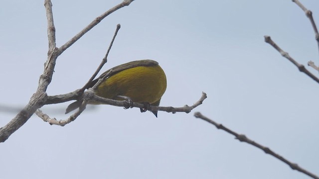 Velvet-fronted Euphonia - ML633492297