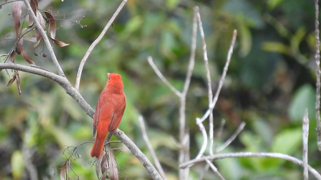 Summer Tanager - ML633492314