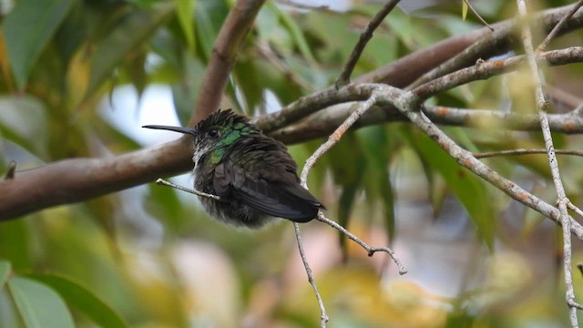 Blue-chested Hummingbird - ML633492334