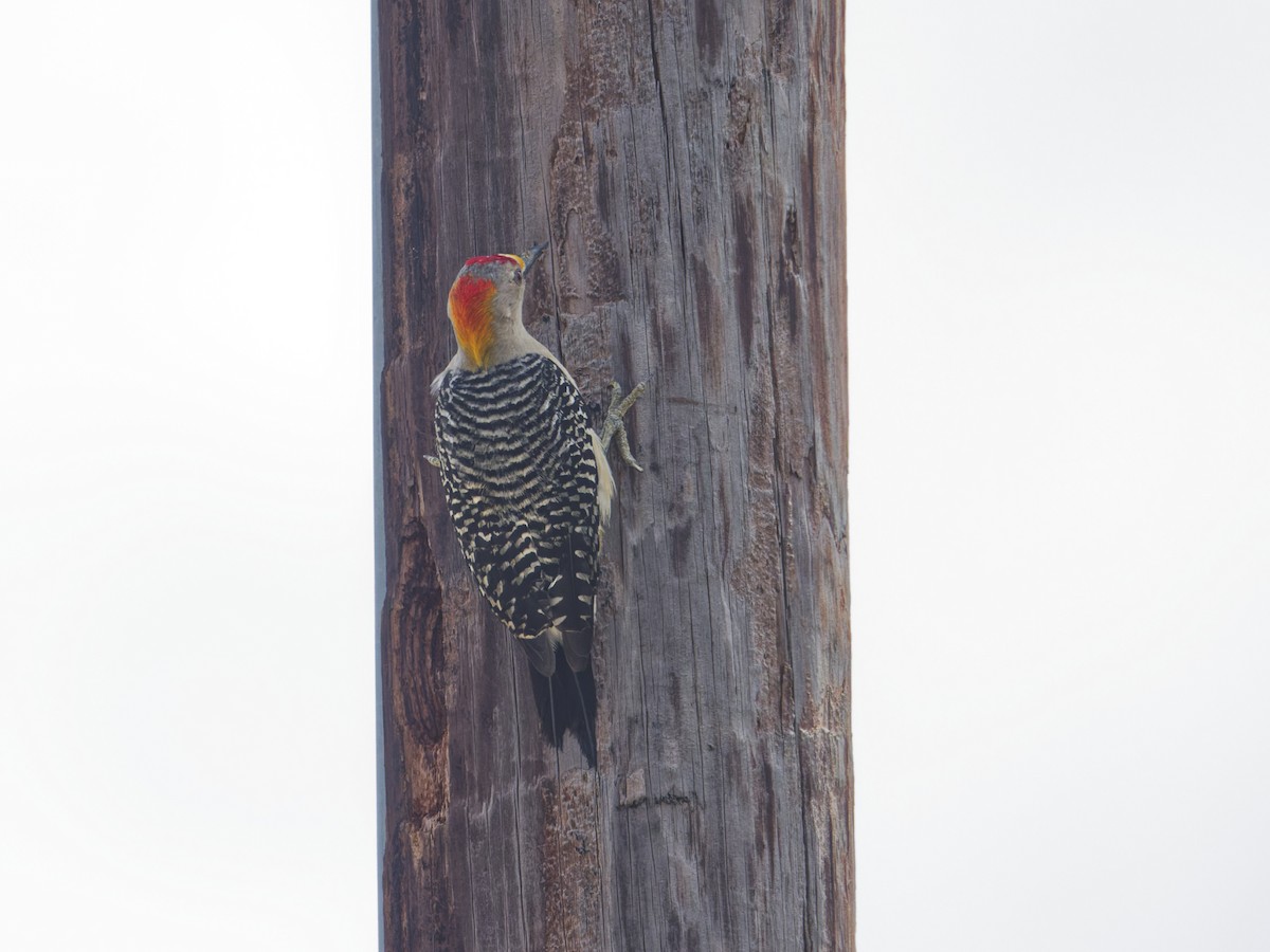 Golden-fronted Woodpecker - ML633492367
