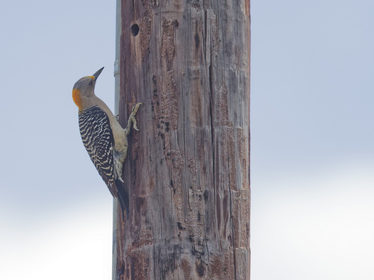 Golden-fronted Woodpecker - ML633492368