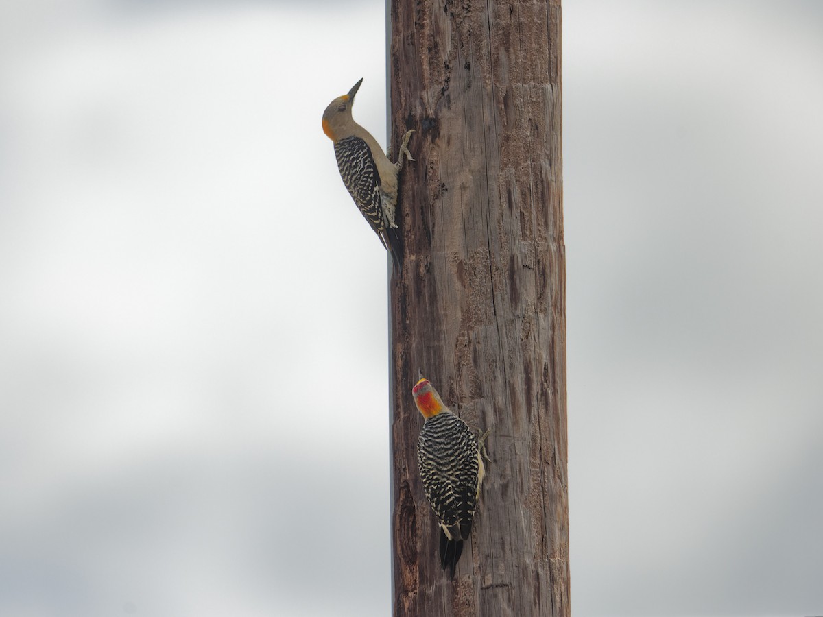 Golden-fronted Woodpecker - ML633492370
